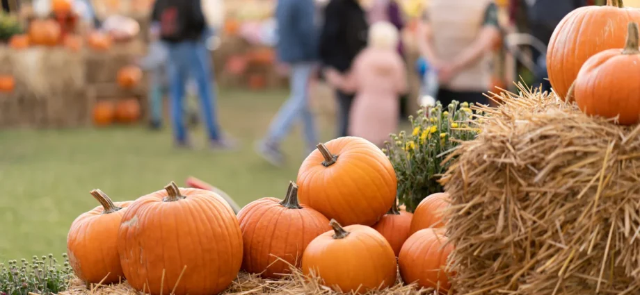 pumpkin patch