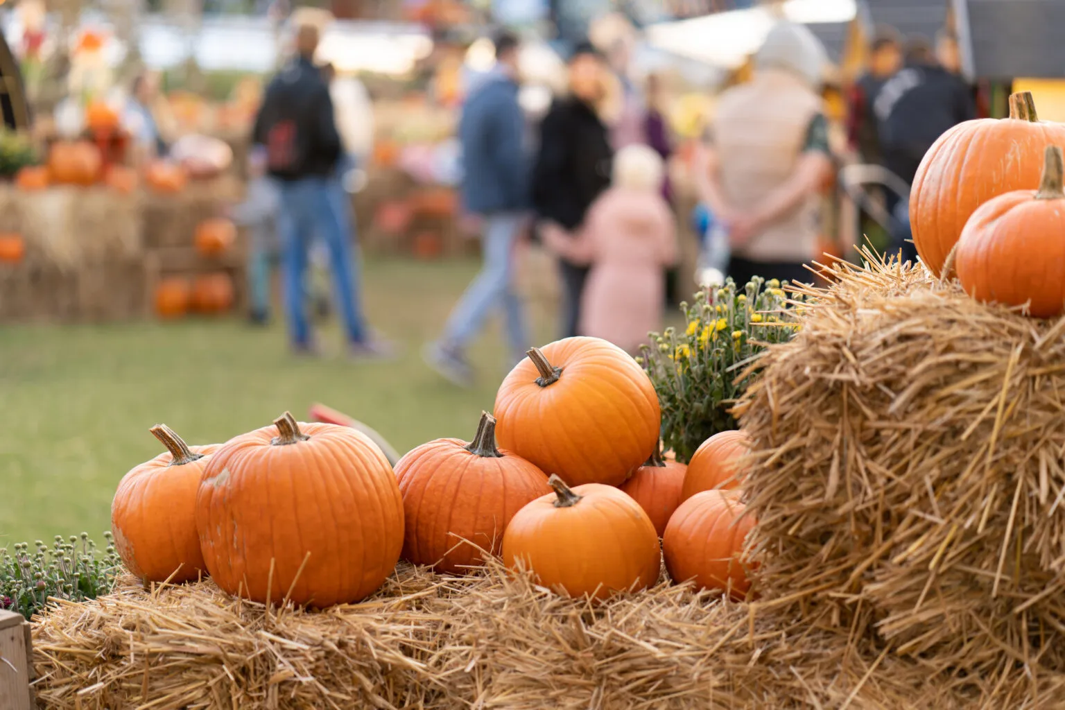pumpkin patch